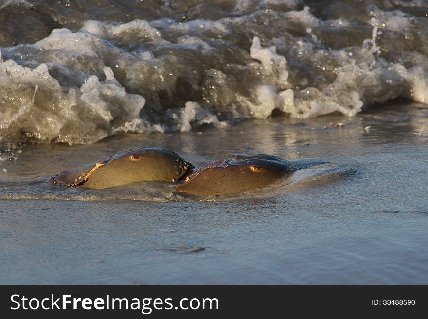 Horseshoe Crabs coming ashore during mating season on Hilton Head Island.