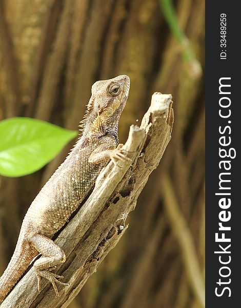 Asian lizards in Asia. Live in the woods and houses. Asian lizards in Asia. Live in the woods and houses