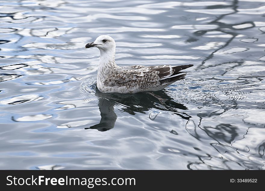 A seagull floating on the sea