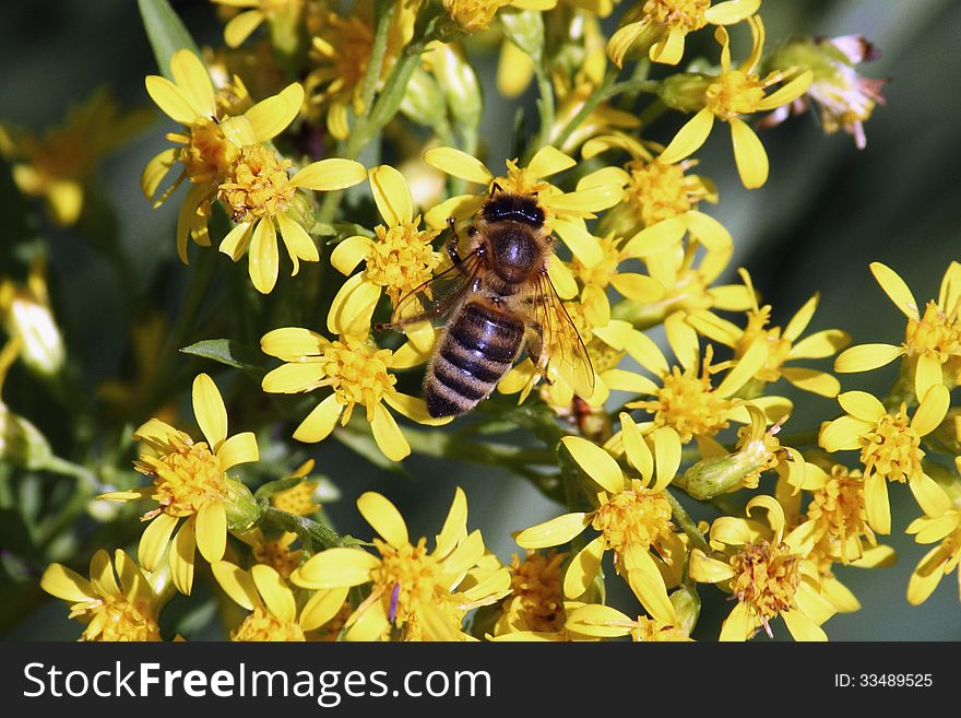 Bee on a flower on the green background of grass