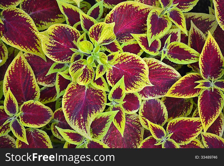 Colorful tropical leaves in blooming in garden. Colorful tropical leaves in blooming in garden