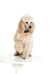 Mini Toy Poodle with Golden Brown Fur on a White Background Stock Photo -  Image of cute, poodle: 94222314