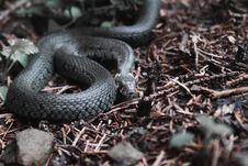 Nonpoisonous Snake Serpent Stock Images
