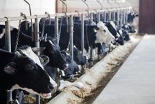 Modern Cow Farm Royalty Free Stock Photo