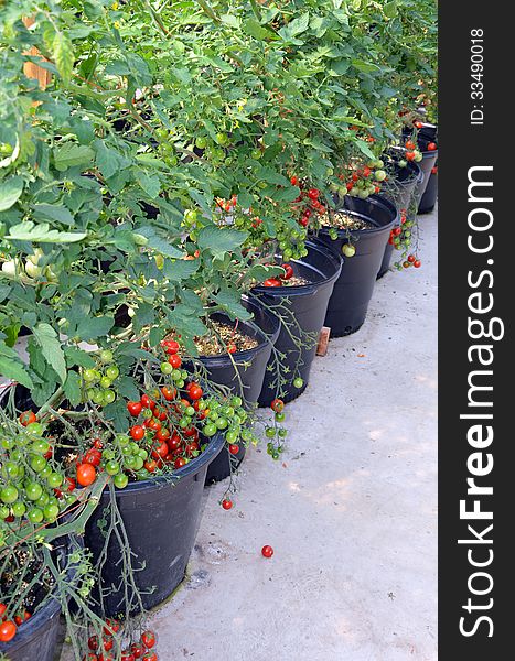 Pots of cherry tomato plants growing in greenhouse