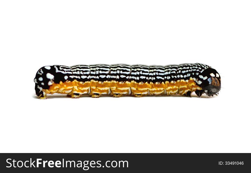 Moth Caterpillar (Phosphila turbulenta) on a white background