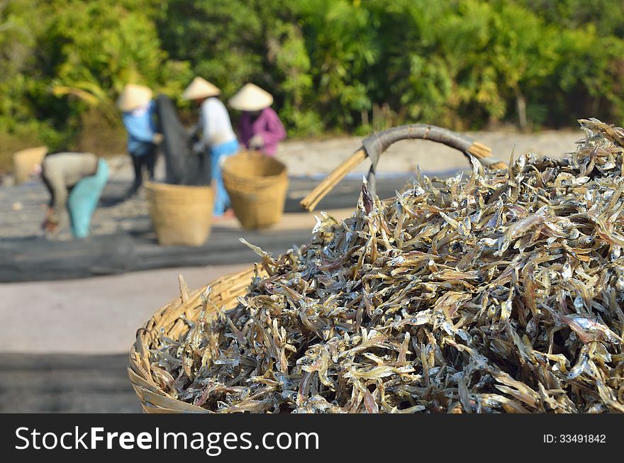 Assembling A Basket Of Asian Anchovy Outdoors.