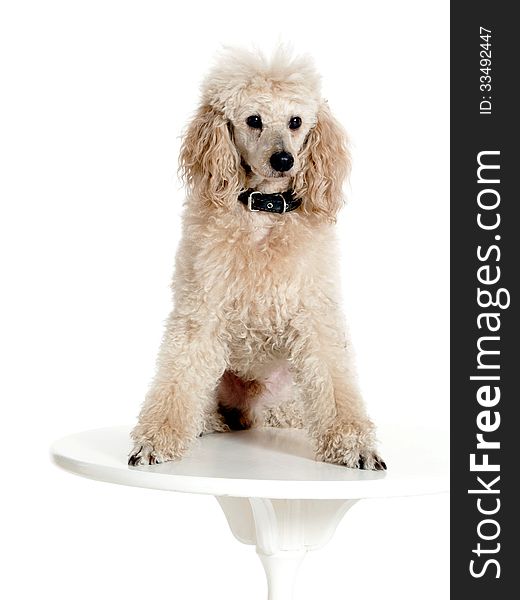Poodle sitting on the table on white background