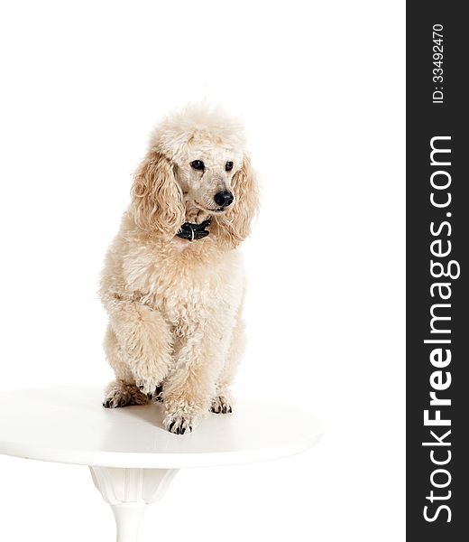 Poodle sitting on the table on white background