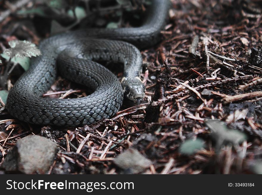 Nonpoisonous snake serpent (details)