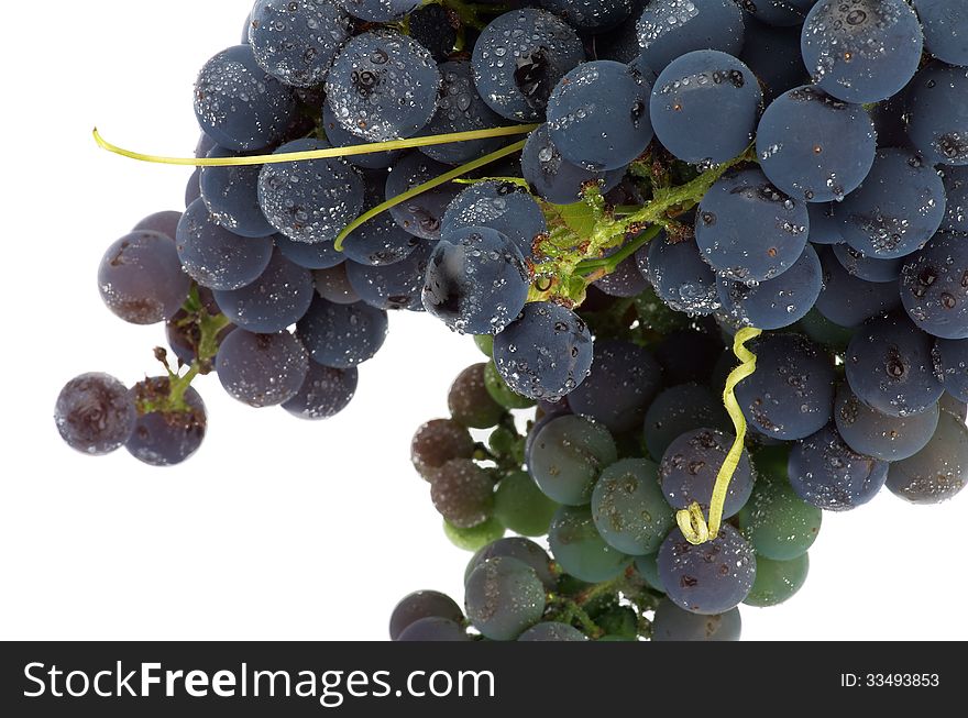 Bunch of Red Wine Grape with Water Drops closeup on white background. Bunch of Red Wine Grape with Water Drops closeup on white background