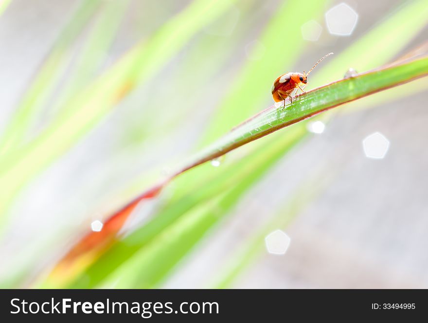 Morning dew and ladybird with bokeh. Morning dew and ladybird with bokeh