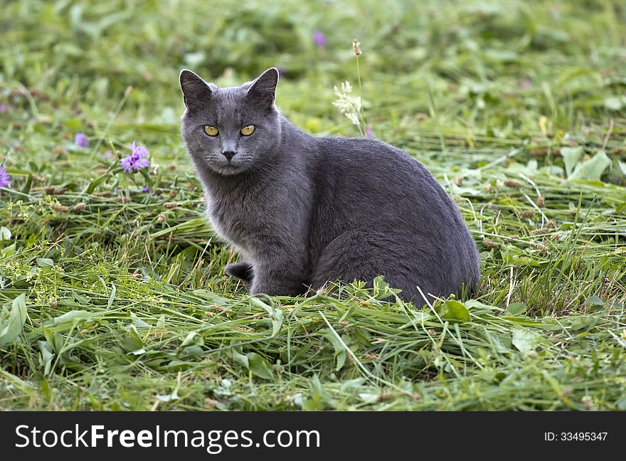 Gray,domestic cat sitting on the grass. Gray,domestic cat sitting on the grass.