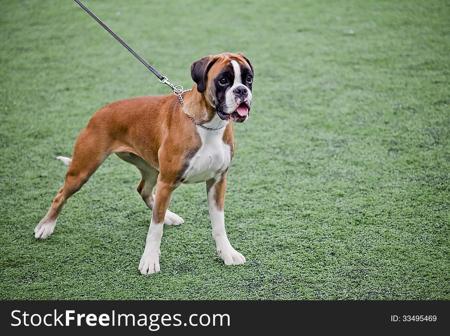 Young boxer dog on the green surface