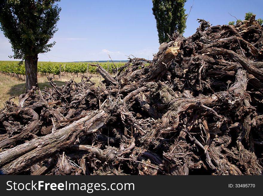 Pile of old felled wood in the vineyard. Pile of old felled wood in the vineyard