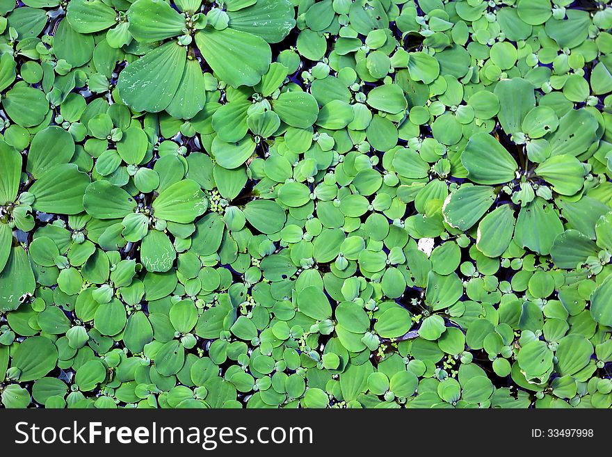 Duckweed as background or texture