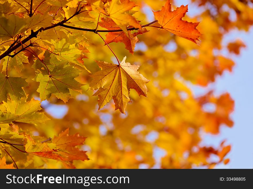 Autumn maple leaves at branch over blue sky. Autumn maple leaves at branch over blue sky