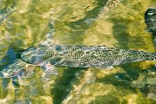 Rainbow Trout Royalty Free Stock Photo