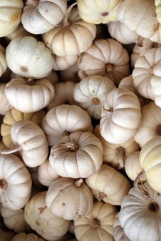 Mini White Pumpkins Stock Photos Mini White Pumpkins Stock Photos