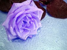 Violet Rose On Blue Royalty Free Stock Photo Violet Rose On Blue Royalty Free Stock Photo