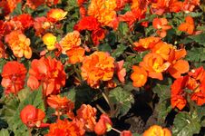 Orange Marigolds Stock Image Orange Marigolds Stock Image