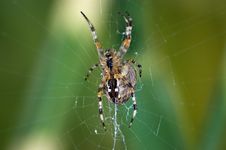 Garden Spider Stock Photography