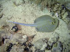 Blue Spotted Ray Stock Photos Blue Spotted Ray Stock Photos