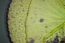 Wet Leaf On A Pond Stock Image