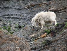 Mountain Goat 2 Stock Photography Mountain Goat 2 Stock Photography