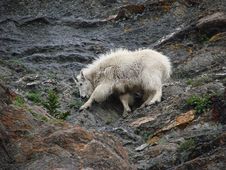 Mountain Goat 3 Royalty Free Stock Photography Mountain Goat 3 Royalty Free Stock Photography