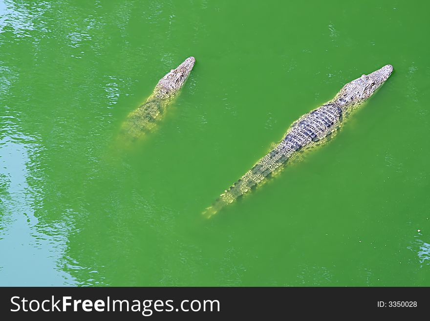 Couple of crocodiles on green river water