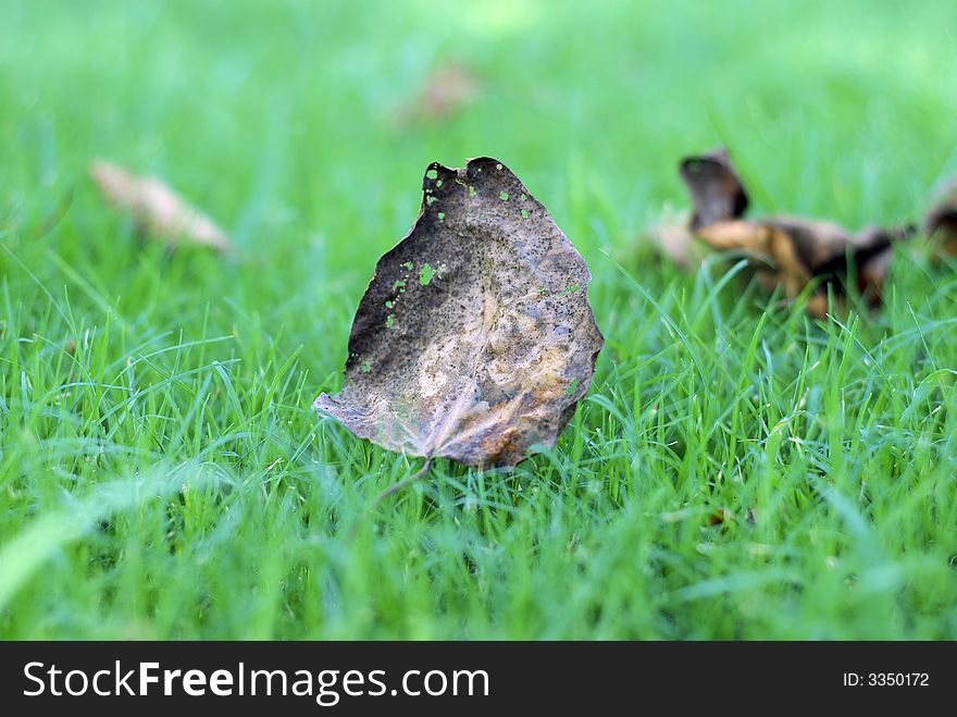 Detail of dry leaf on green grass texture