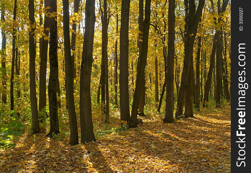 Autumn park scene with trees, fallen yellow leaves. Autumn park scene with trees, fallen yellow leaves