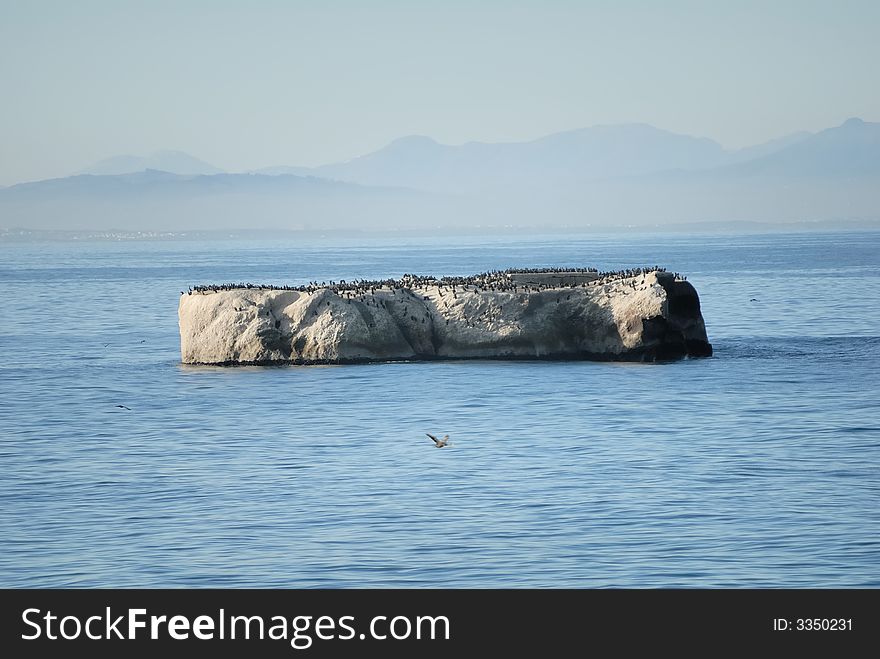 Penguins on a flat rock. Penguins on a flat rock