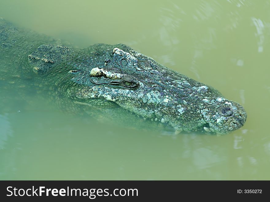 Crocodile on green river water