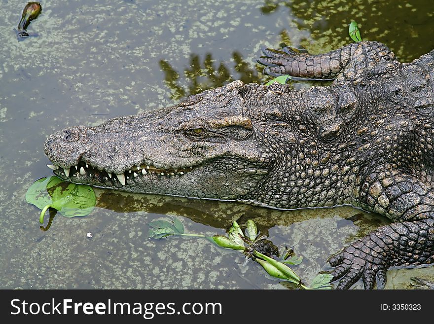 Crocodile on green river water