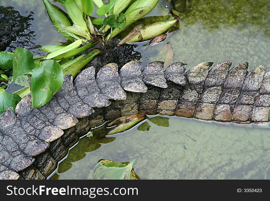Crocodile tail on green river water
