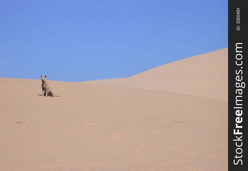 Desert In Vietnam