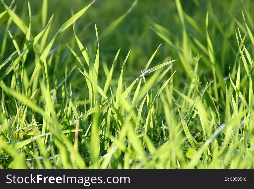 Full frame background of fresh green grass viewed from the ground level.