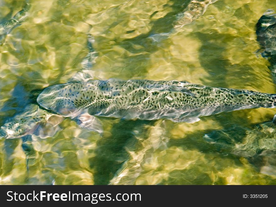 A Rainbow Trout in a holding tank at the fish hatchery waiting to be released into the lake.