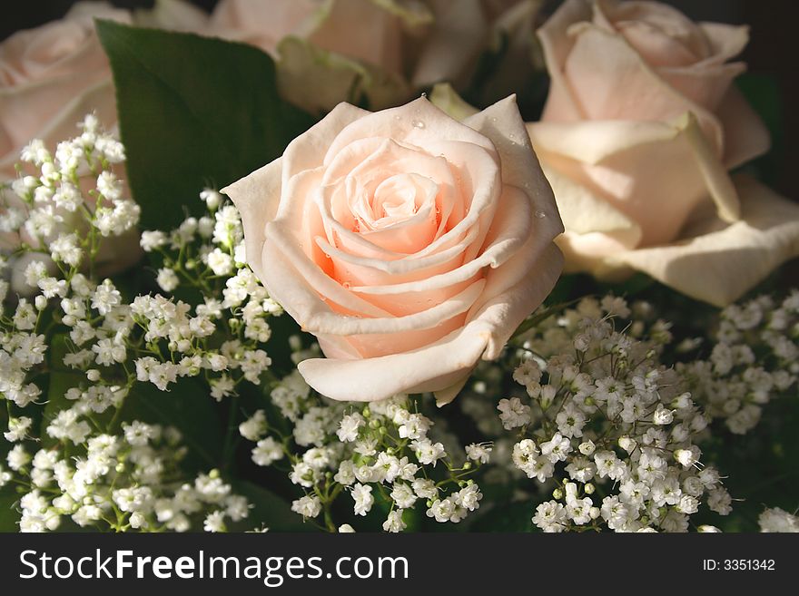 Bouqet of roses with dew. Close-up, focused on central petals. Bouqet of roses with dew. Close-up, focused on central petals.