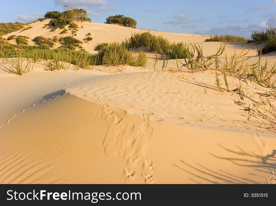 The sandy dunes covered by bushes and traces of animals. The sandy dunes covered by bushes and traces of animals