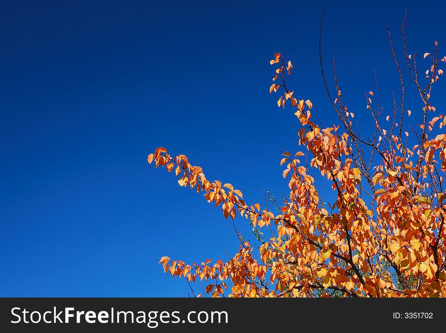 Plain bi-color fall background with bright orange leaves and deep blue sky. Plain bi-color fall background with bright orange leaves and deep blue sky