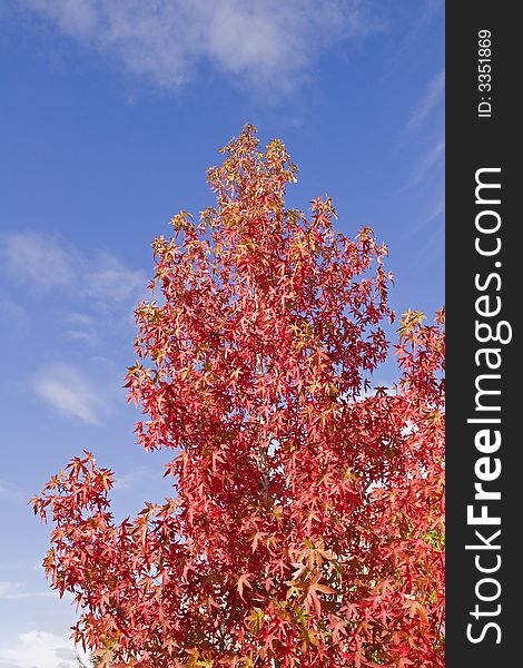 A red maple tree in the autumn against the blue sky. A red maple tree in the autumn against the blue sky