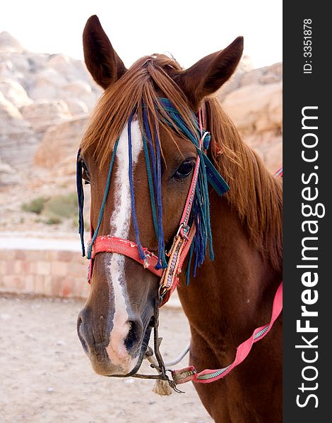 Horse in ancient Petra, Jordan