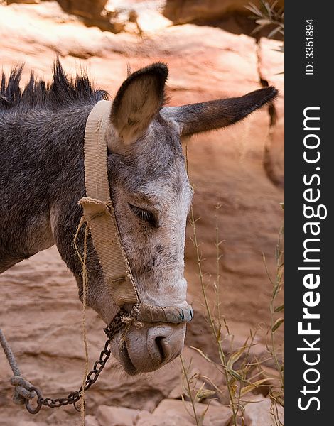 Donkey in ancient Petra, Jordan