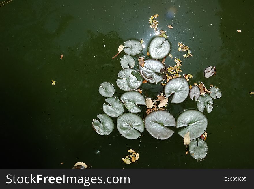 Water lily garden with fern leaves