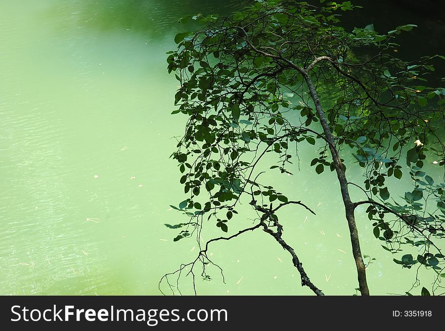 Trees branches and trunks against a green water lake. Trees branches and trunks against a green water lake