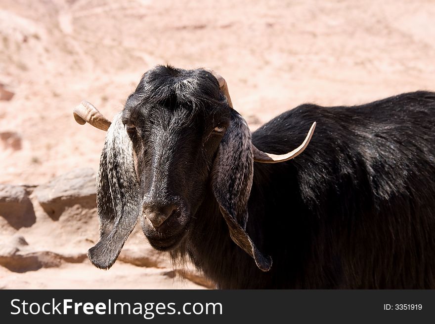 Goat in ancient Petra, Jordan