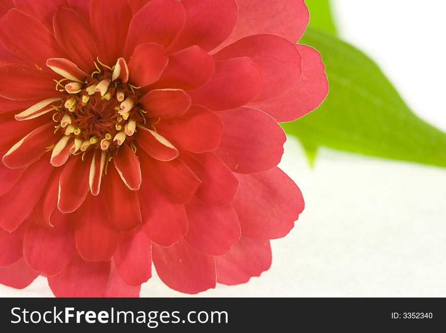 Isolated red flower (zinnia) on white